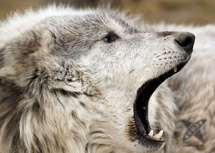 Интересные способности собак