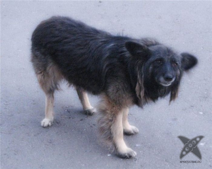 Интересные способности собак