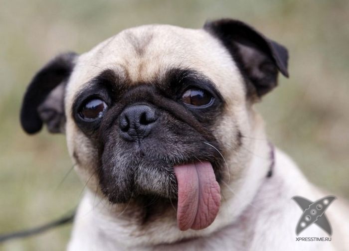 Интересные способности собак