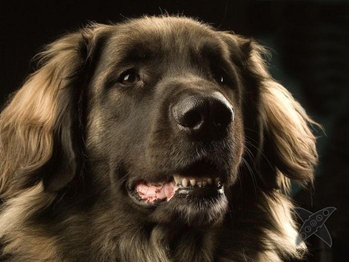 Интересные способности собак