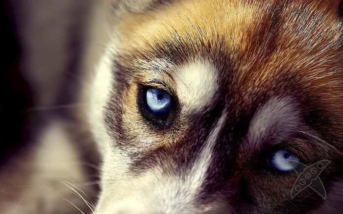 Интересные способности собак