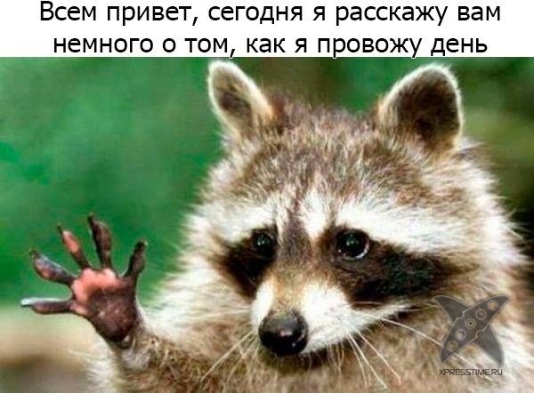 Один день из жизни енота
