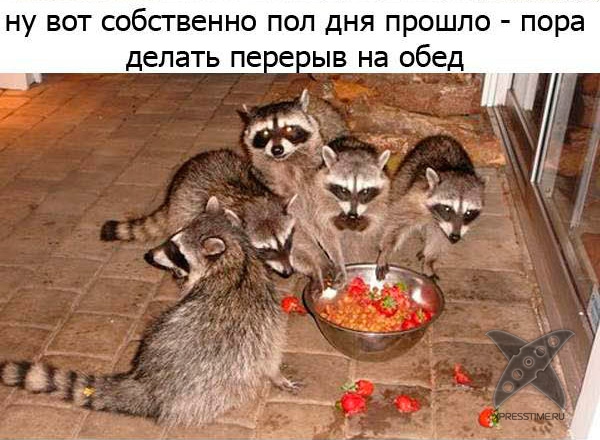 Один день из жизни енота