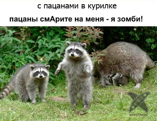 Один день из жизни енота