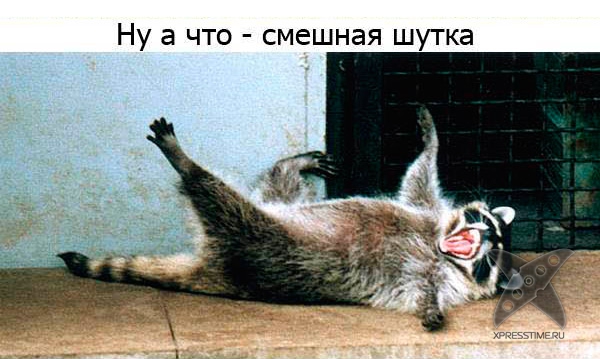 Один день из жизни енота