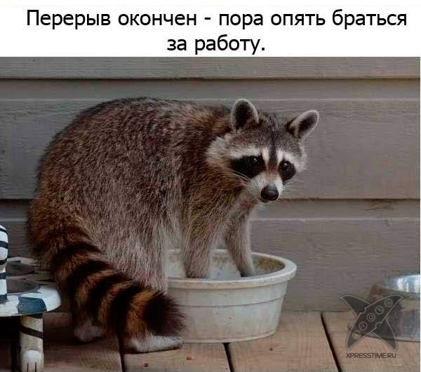 Один день из жизни енота