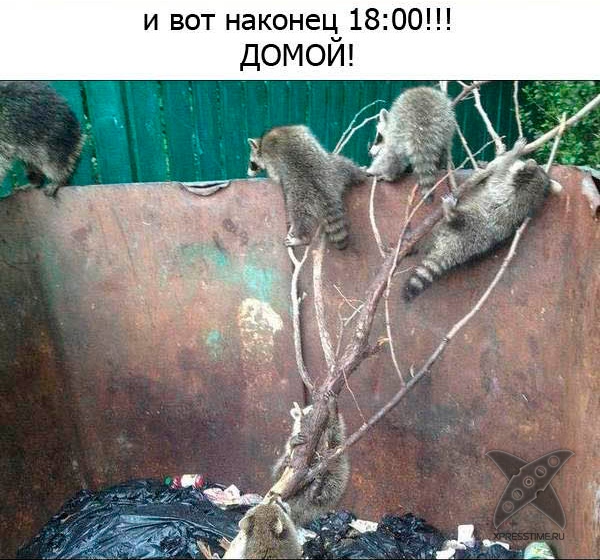 Один день из жизни енота