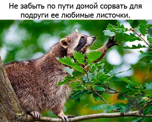 Один день из жизни енота