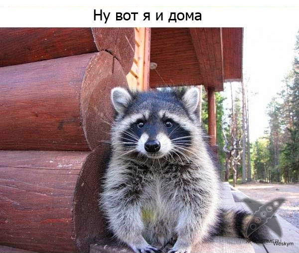 Один день из жизни енота