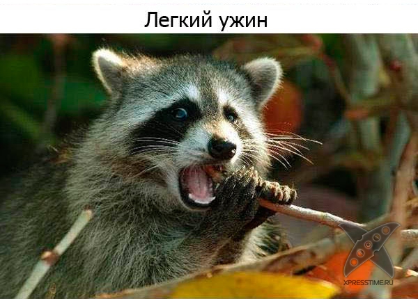 Один день из жизни енота