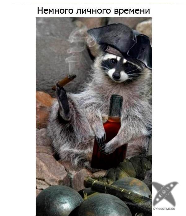 Один день из жизни енота