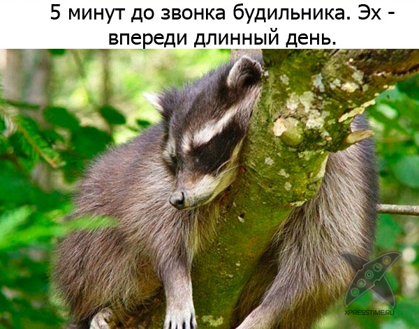 Один день из жизни енота