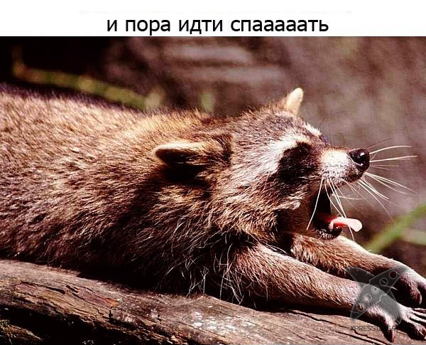 Один день из жизни енота