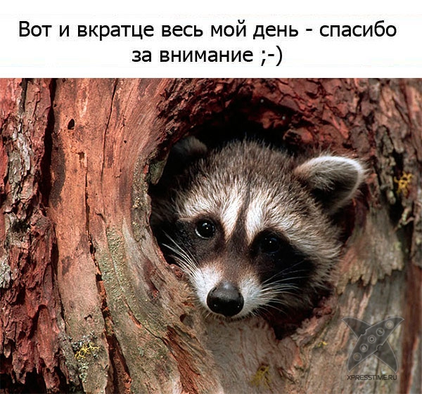 Один день из жизни енота