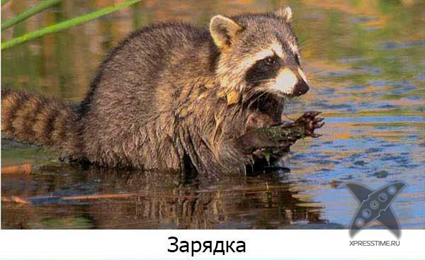 Один день из жизни енота