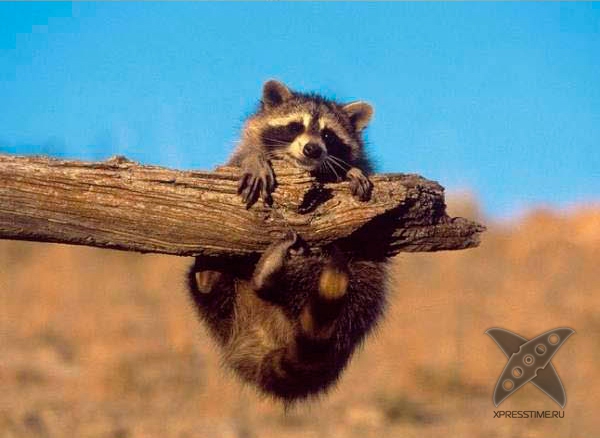 Один день из жизни енота