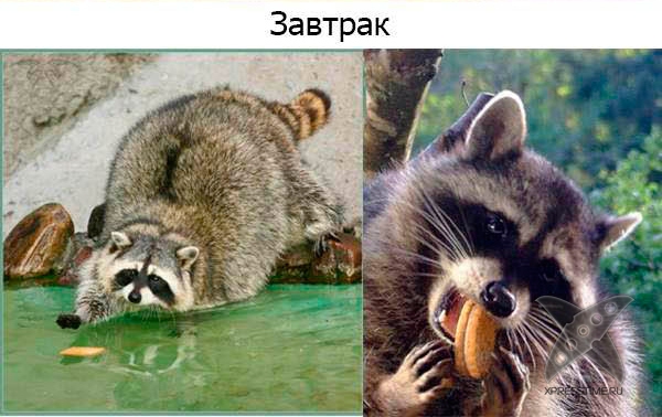 Один день из жизни енота