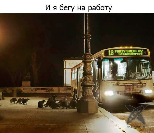 Один день из жизни енота