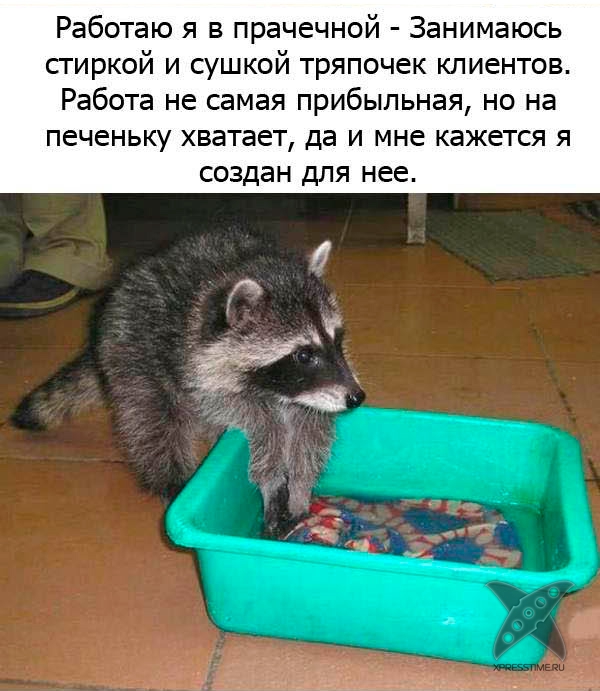 Один день из жизни енота