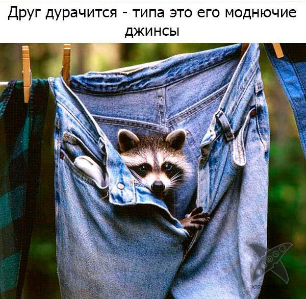 Один день из жизни енота