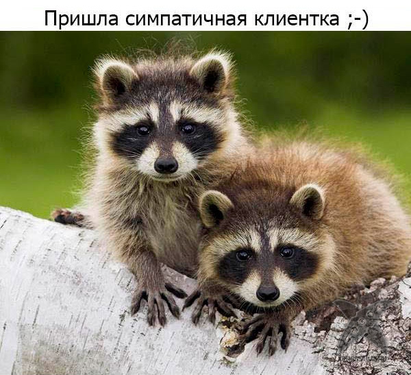 Один день из жизни енота