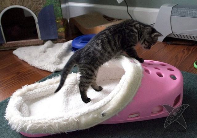 Любители кошек, не проходите мимо!