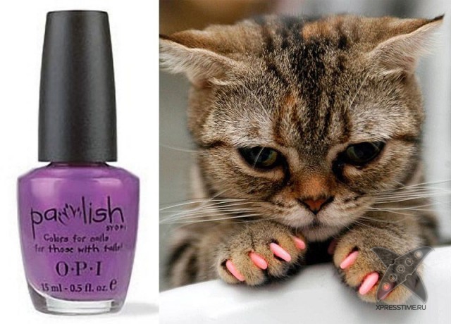 Любители кошек, не проходите мимо!