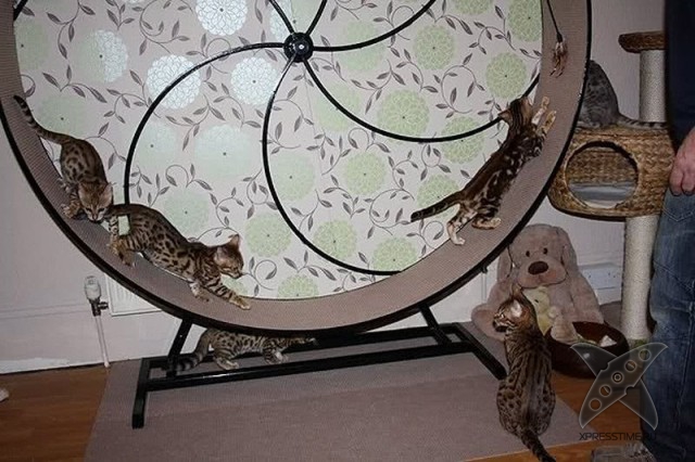 Любители кошек, не проходите мимо!