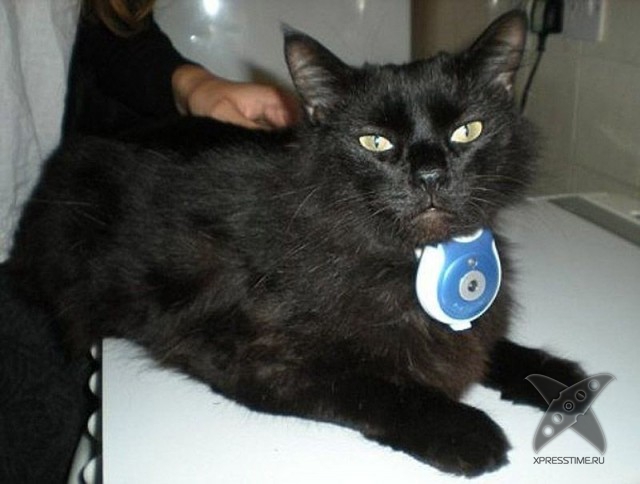 Любители кошек, не проходите мимо!