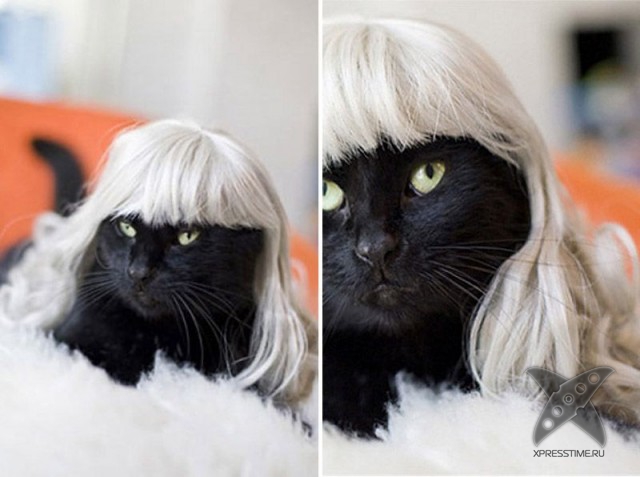 Любители кошек, не проходите мимо!