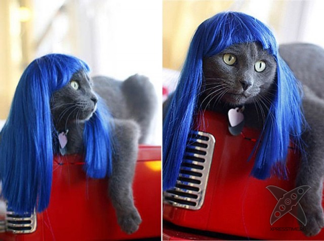 Любители кошек, не проходите мимо!