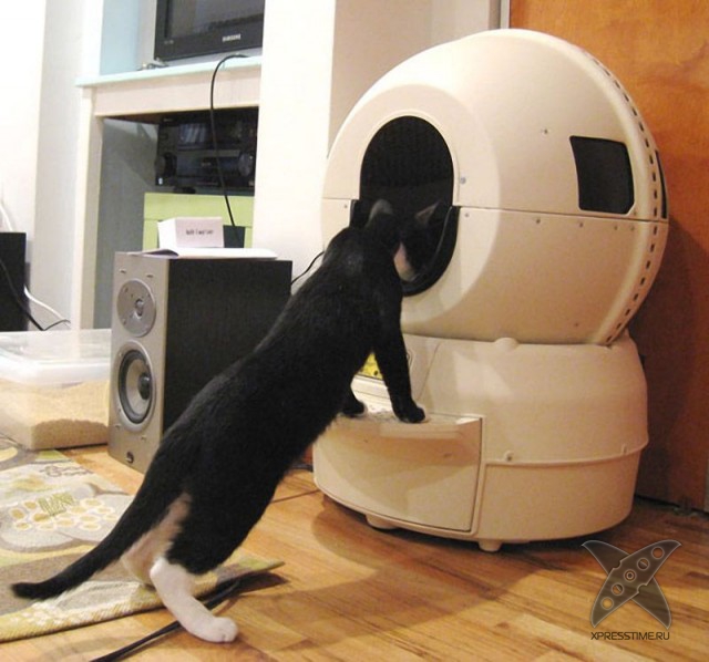 Любители кошек, не проходите мимо!