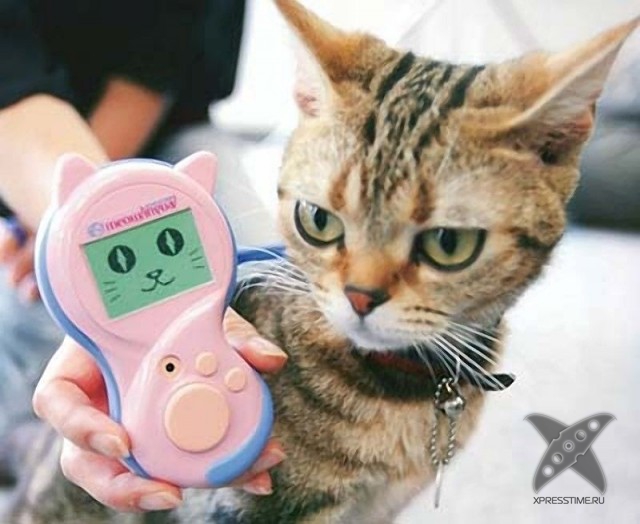 Любители кошек, не проходите мимо!