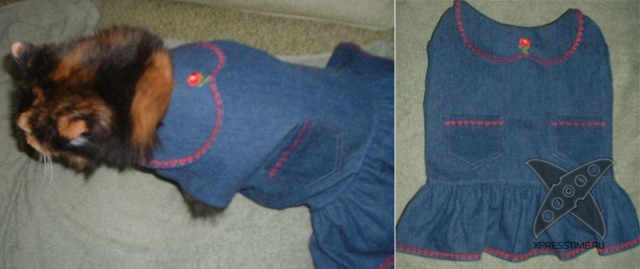 Любители кошек, не проходите мимо!