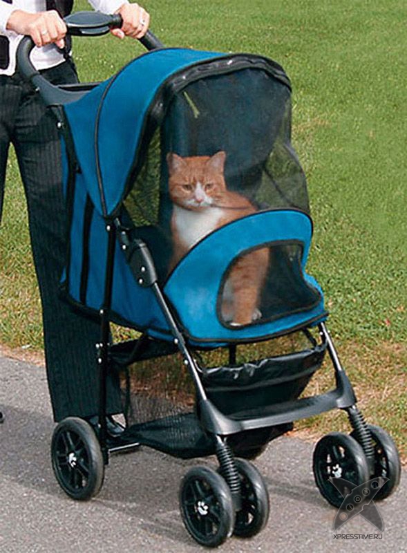 Любители кошек, не проходите мимо!