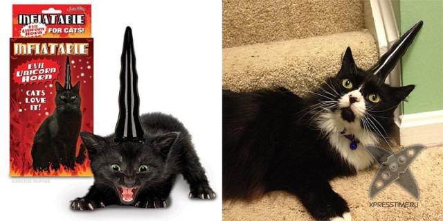 Любители кошек, не проходите мимо!