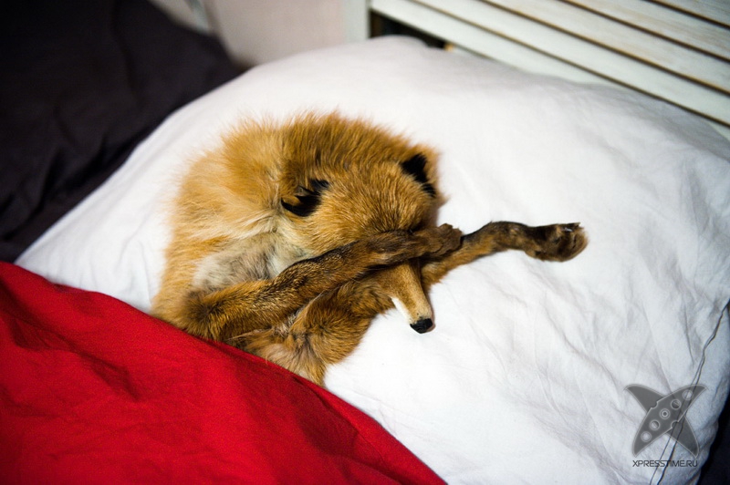 История еще одного упоротого лиса