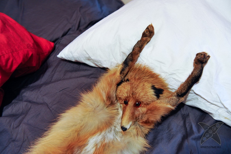 История еще одного упоротого лиса