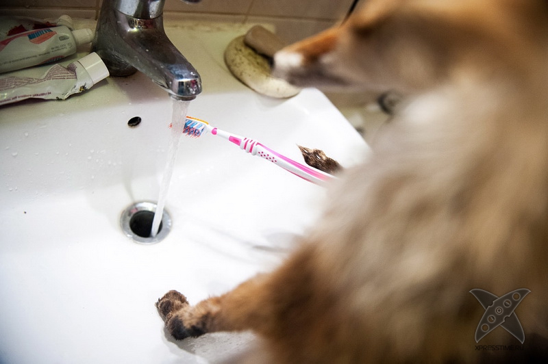 История еще одного упоротого лиса