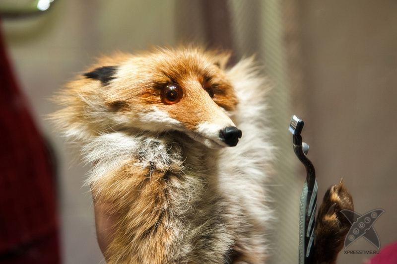 История еще одного упоротого лиса