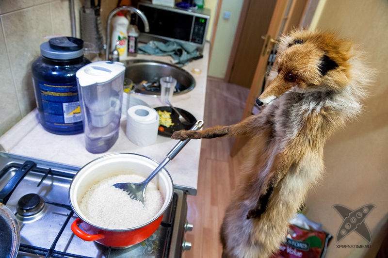 История еще одного упоротого лиса