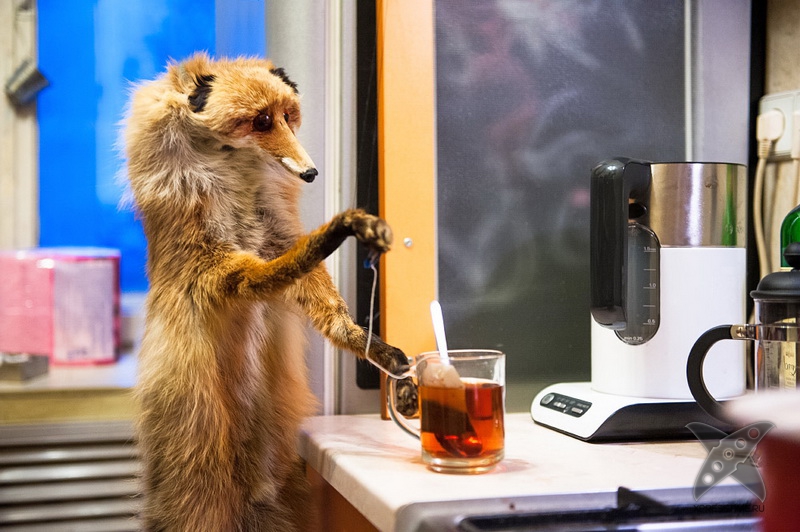 История еще одного упоротого лиса