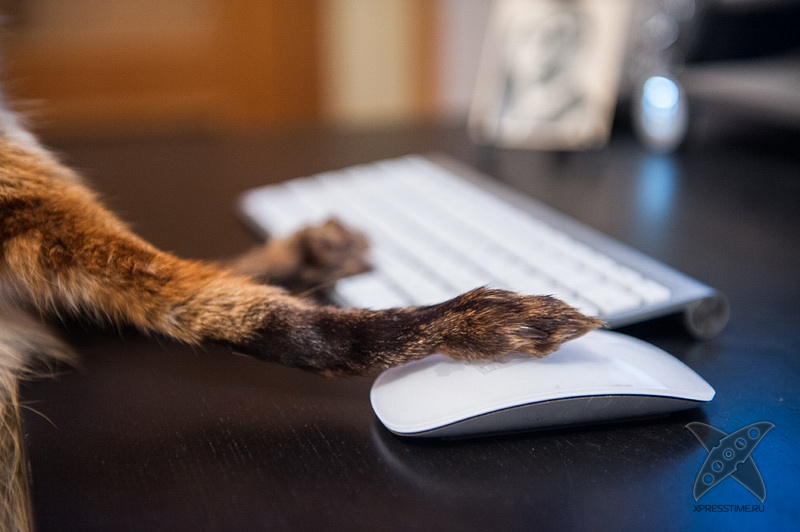 История еще одного упоротого лиса