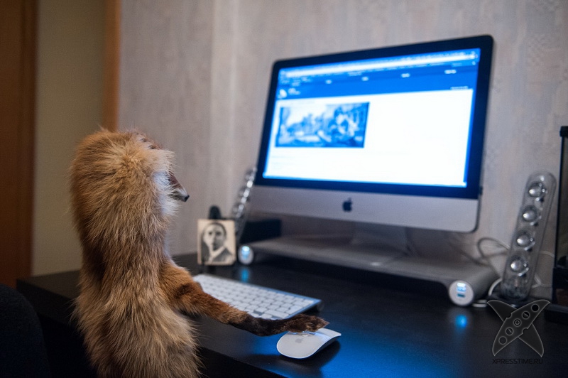 История еще одного упоротого лиса