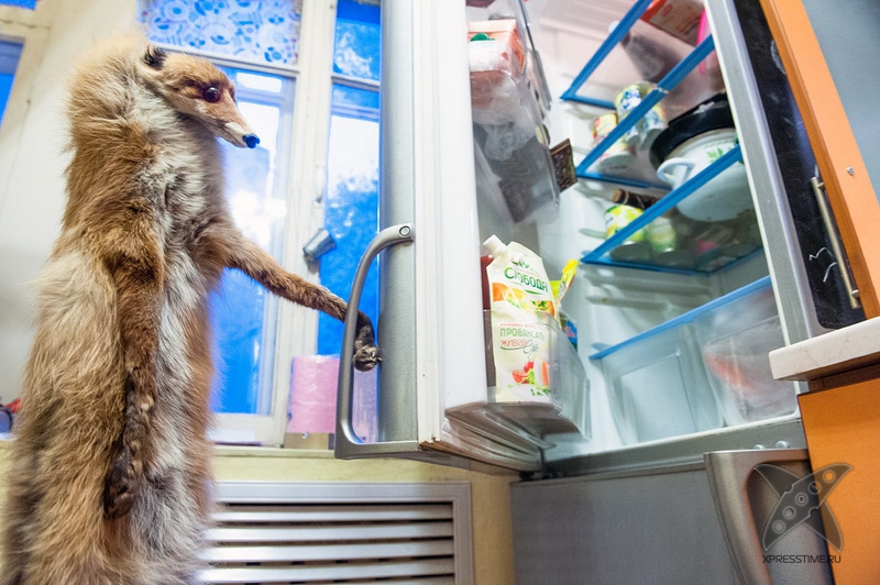 История еще одного упоротого лиса