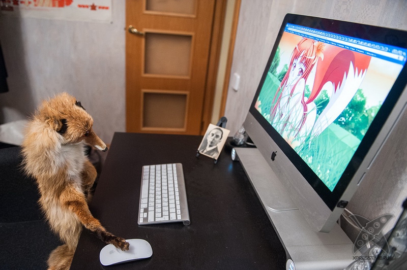 История еще одного упоротого лиса