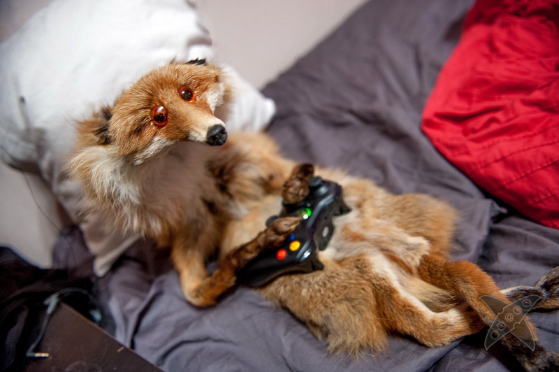 История еще одного упоротого лиса