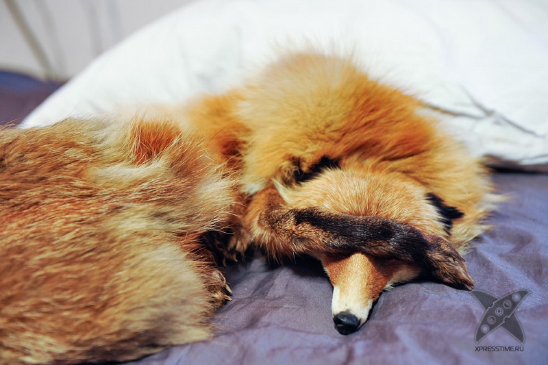 История еще одного упоротого лиса