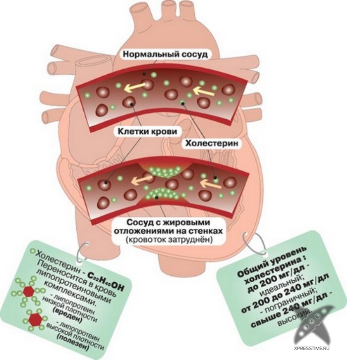 Как продлить жизнь?