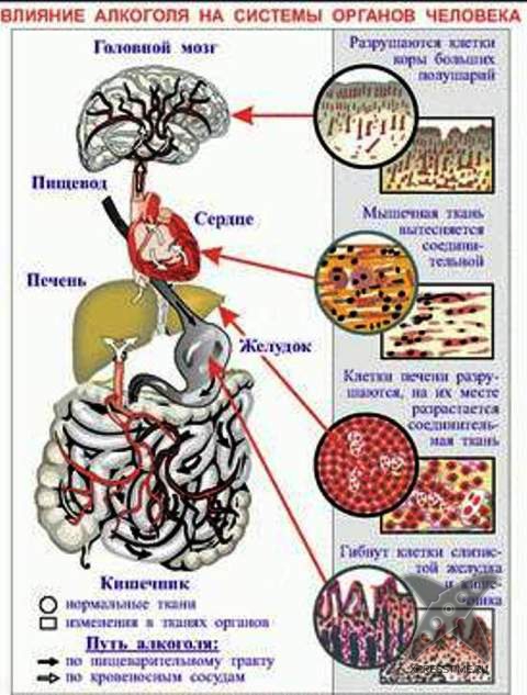 Как продлить жизнь?